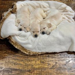 Labrador Retriever and Poodle Puppies from Laird Farms