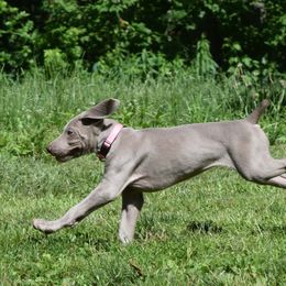 Weimaraner Puppies from Always Faithful Weimaraners