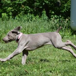 Weimaraner Puppies from Always Faithful Weimaraners
