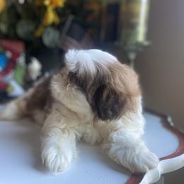 Girl 2 - Liver and white female Shih Tzu puppy in Troy, Michigan from "Shihtzu Best Friend"