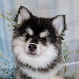 Atlas-1500 - Black and white male Pomsky puppy in Spring Hill, Florida from www.PuppyTimeEmporium.com