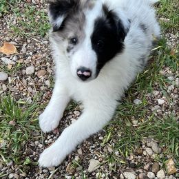 Creekside Collies Merlinite - Old Time Scotch Collie puppy in Austin, Texas from Creekside Collies