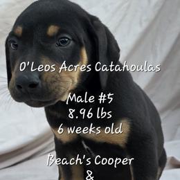 MALE - 5 - Black male Catahoula Leopard Dog puppy in Perry, Florida from O'Leos' Acres Catahoulas