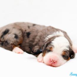 Hulk - Blue merle male Bernedoodle puppy in Diamond Bar, California from Furrytaildoodles