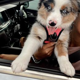 "Kona Mae- 3 months old" Miniature Australian Shepherd Puppies from Integrity Aussies Tx