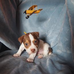 Hughes - Chocolate and white male Teddy Roosevelt Terrier puppy in Carpenter, Wyoming from Wabbitfire Teddy Roosevelt Terriers