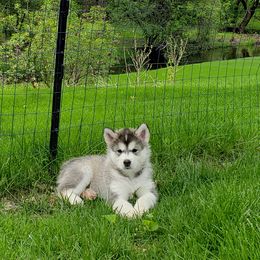 Alaskan Malamute Puppies from Delphi Alaskan Malamutes