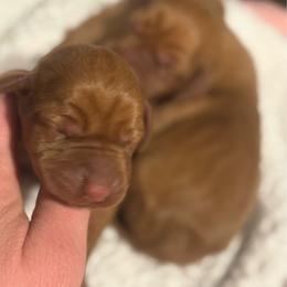 Male 4 - Golden rust male Vizsla puppy in Windsor, Maine from Pleasant Ridge