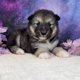 Eclipse - Agouti and white female Alaskan Malamute puppy in Spokane, Washington from Asgard Wooly Malamutes