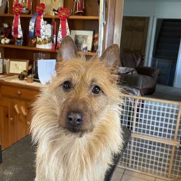 Liza - Australian Terrier