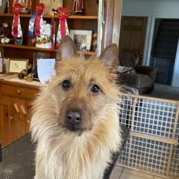 Liza - Australian Terrier