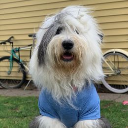 Old English Sheepdogs and Sheepadoodles from The Great White Fluffalo