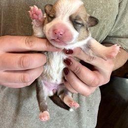 Sable girl - Sable female Pembroke Welsh Corgi puppy in Clinton, Tennessee from High Hopes Farm
