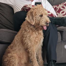 Lucy - Labradoodle