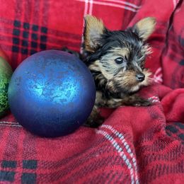 Rudolph - Black and tan male Yorkshire Terrier puppy in Riverside, California from Empire Yorkies