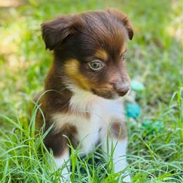 Ranger - Red tri male Toy Australian Shepherd puppy in Garvin, Oklahoma from Hochatown Awesome Aussies