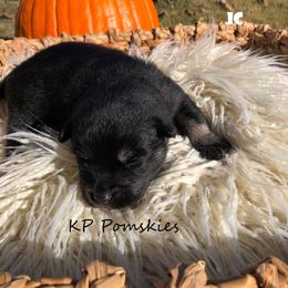 Pomsky Puppies from KP Pomskies LLC