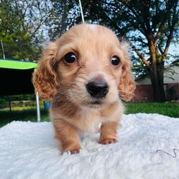 Mordecai (2,250) - Cream male Dachshund puppy in Burleson, Texas from Sarah’s Dachshies