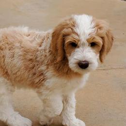 Goldendoodles from Doodles of Colorado