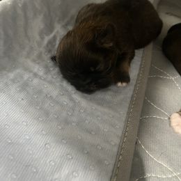 Miracle - Fawn sable female Pekingese puppy in Clinton, Tennessee from Gracelands Pekingese