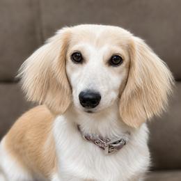 Vienna - Dachshund