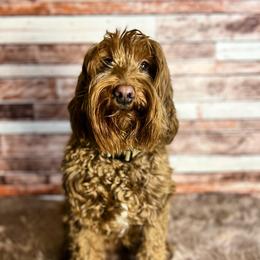 Lilly - Australian Labradoodle
