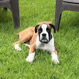 Boxer Puppies from Von Royal Dell’Infinite