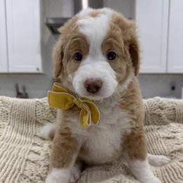 Maple - Red female Bernedoodle puppy in Herriman, Utah from Rose canyon doodles