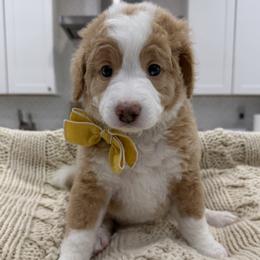 Maple - Red female Bernedoodle puppy in Herriman, Utah from Rose canyon doodles
