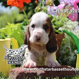 Malibu - Black brown and white female Basset Hound puppy in Pollock, Missouri from Northstar