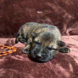 Orange boy - Sable male German Shepherd puppy in Riverside, California from Von Der Sagobi