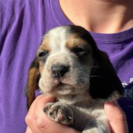 Female 1 - Black brown and white female Basset Hound puppy in Lindley, New York from Hill Top Basset Hounds & Cane Corso