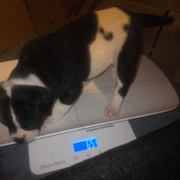 Boy 6 - White and black male American Bulldog puppy in La Porte, Indiana from Slayton's American Bulldogs