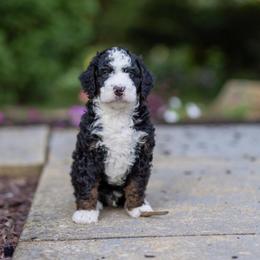 Finn - Tri-color male Bernedoodle puppy in Narvon, Pennsylvania from CBKB Bernedoodle’s