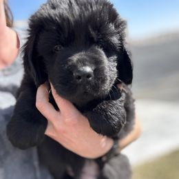 Girl 4 - Black Newfoundland puppy in Idaho from Blue Heart Kennel