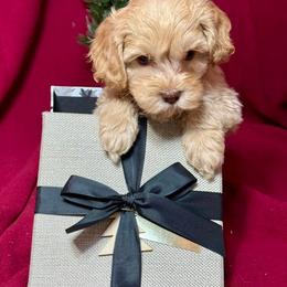 Ginger - CF2563 - Caramel female Australian Labradoodle puppy in Easley, South Carolina from Royal Diamond Labradoodles
