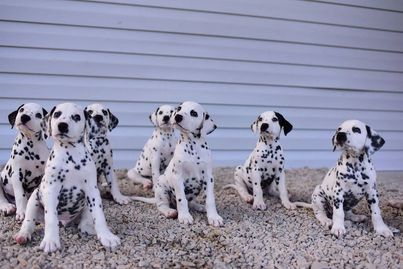 Seven Dalmatian puppies sit outside