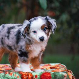 Lily - Blue merle female Miniature American Shepherd puppy in Chocowinity, North Carolina from Foxtail Hollow