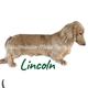 Lincoln
