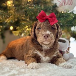 Gray - Sable female Bernedoodle puppy in Hesperia, Michigan from Red Acres Poodles & Doodles
