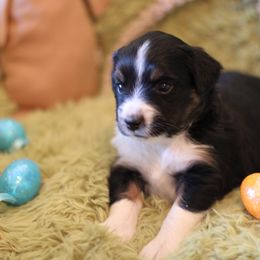 Moonlite - Black tri Miniature Australian Shepherd puppy in Gretna, Virginia from Adams Acres Cattle Dogs
