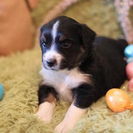Moonlite - Black tri Miniature Australian Shepherd puppy in Gretna, Virginia from Adams Acres Cattle Dogs