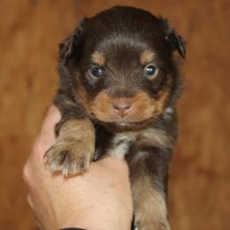 Rayna - Red tri female Miniature Australian Shepherd puppy in Paris, Texas from Kuttin’ Up Mini Aussies