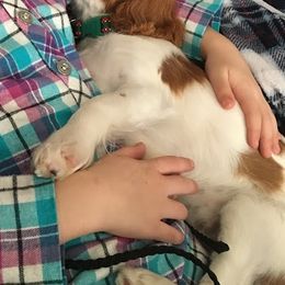 Bernedoodle, Cavalier King Charles Spaniel, and Cavapoo Puppies from Harper Haven Cavaliers & Doodles