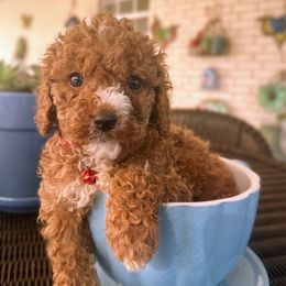 Pumpkin- (Red Collar- formerly lt blue - Parti male Goldendoodle puppy in Eunice, Louisiana from Maison De Pawz