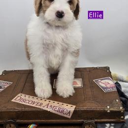 Bernedoodle and Goldendoodle Puppies from Granton Creek