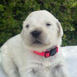 Red Collar Boy - Light golden male Golden Retriever puppy in Utah from Deseret Peak Goldens