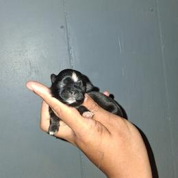 Girl 3 - Black and white female Shih Tzu puppy in Birmingham, Alabama from K&D kennels