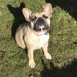 French Bulldog All Grown Up from Ardent French Bulldogs