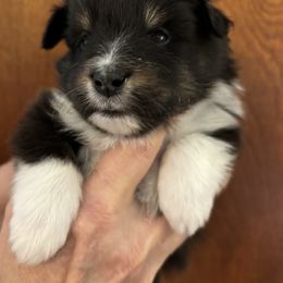 Shetland Sheepdog Puppies from Triumph Shelties